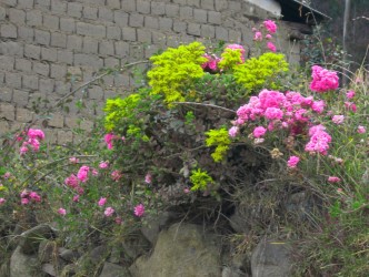 Peru Pflanzen